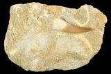 Fossil Plesiosaur (Zarafasaura) Tooth - Morocco #121688-1